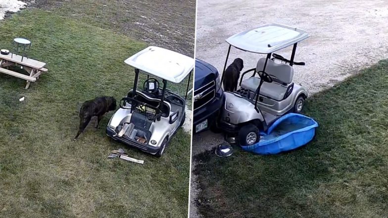 Dog Accidentally Drives Golf Cart and Crashes it Into a Truck, Funny Video Goes Viral