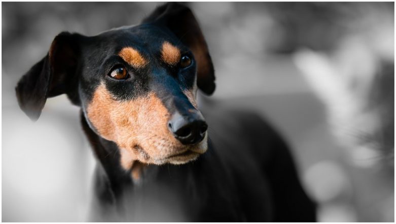 Dog Brutally Killed in Indore: Puppy Run Over by Car in Madhya Pradesh, FIR Registered on Basis of CCTV Footage