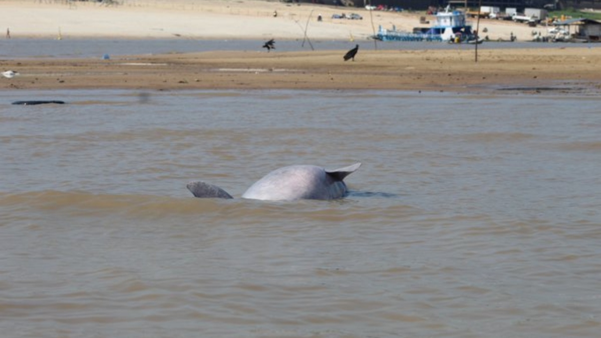 Over 100 dolphins dead in  as it hits record-high temperature