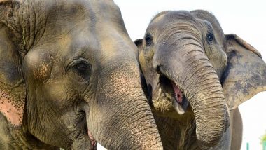 Wild Elephant From Neighbouring Karnataka State Strays Into Kerala’s Mananthavady Town, Creates Panic