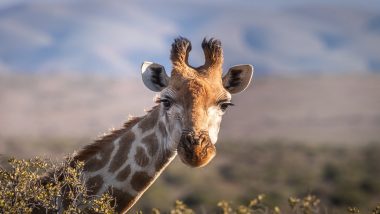 Giraffe Poop Seized in US: Woman Carrying Giraffe Poop From Kenya To Make Necklace Stopped at Minnesota Airport, Officials Destroy 'Giraffe Faeces' via Steam Sterilisation