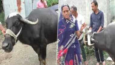 Buffalo Swallows Rs 1.5 Lakh Gold Mangalsutra in Maharashtra, Taken Out After Unusual Veterinary Surgery (Watch Video)