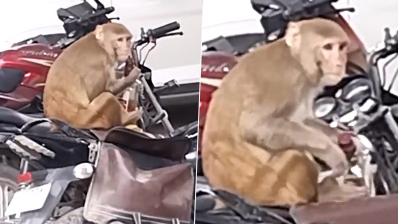 Monkey Steals Liquor From Bike Near Kanpur Police Station, Tries to Drink Whiskey; Viral Video Surfaces