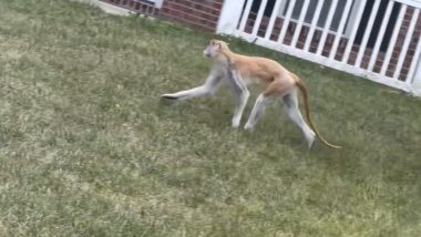 Monkey Attack in US Video: Monkey on Loose Reportedly Bites Multiple People in Indianapolis, Search Underway