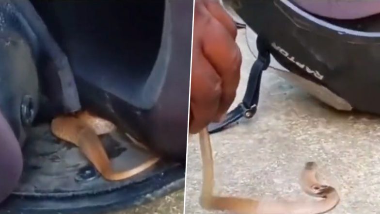 Snake Inside Helmet Video: Cobra Found Coiled Inside Helmet in Kerala’s Thrissur, Viral Clip Surfaces