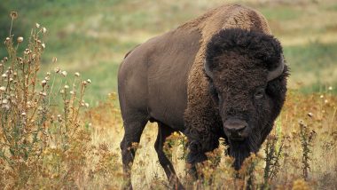 Bison Attack in UK: Animal Attacks Vet At Safari Park in Kent, Launches Him 10 Feet Into Air