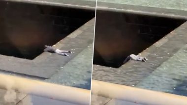 US: Man Jumps Headfirst Into 9/11 Memorial Reflecting Pool in New York City, Arrested; Shocking Video Goes Viral