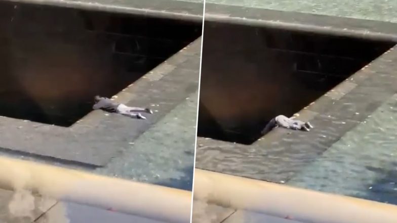 US: Man Jumps Headfirst Into 9/11 Memorial Reflecting Pool in New York City, Arrested; Shocking Video Goes Viral