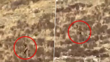 Bigfoot Caught on Camera in US? Couple Travelling by Train Claims To Have Seen The Mythical Beast Wandering in Colorado, Shares Video