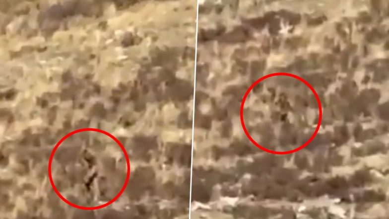 Bigfoot Caught on Camera in US? Couple Travelling by Train Claims To Have Seen The Mythical Beast Wandering in Colorado, Shares Video