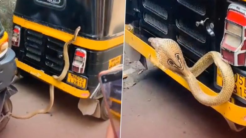 Cobra on Auto-Rickshaw in Mumbai: Snake Seen Slithering on Back of Rickshaw Outside Badlapur Railway Station, Video Goes Viral