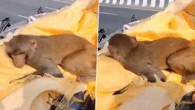 Monkey Cries After The Death of Man Who Fed Him, Travels With His Dead Body For 35 Kms in Amroha; Viral Video Surfaces