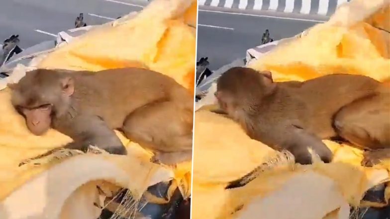 Monkey Cries After The Death of Man Who Fed Him, Travels With His Dead Body For 35 Kms in Amroha; Viral Video Surfaces