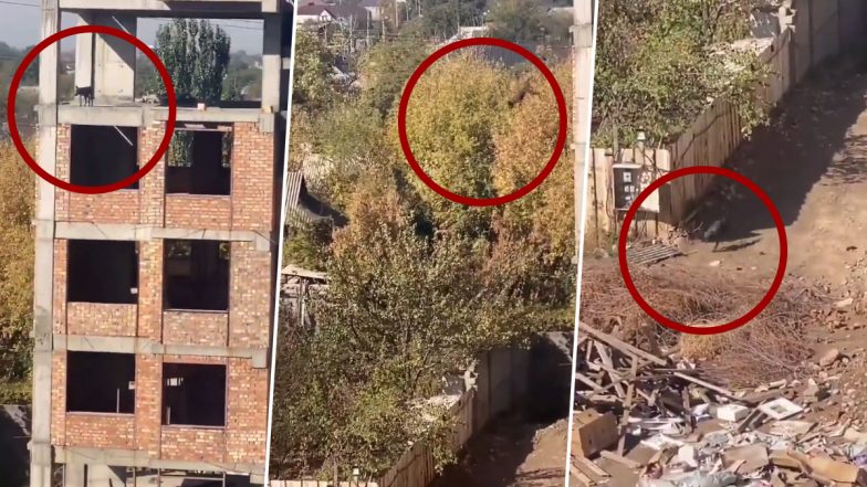 Dog Jumps From Fifth Floor of Under-Construction Building, Miraculously Survives and Seen Walking Normally; Video of Daring Jump Goes Viral