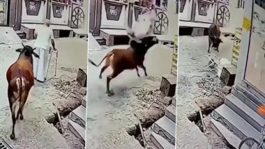 Uttar Pradesh: Bull Charges At Elderly Man, Tosses Him Up in Air; Video Surfaces