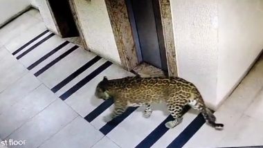 Leopard in Bangalore: Panic Among Locals After Big Cat Spotted Roaming in Residential Areas of Bengaluru, Photos and Videos Go Viral