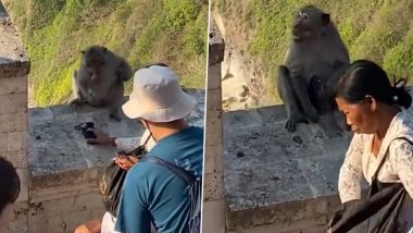 Robbery With a Twist! Monkeys Steal Phones and Eyeglasses to Negotiate Them For Food in Bali, Funny Video Surfaces Online (Watch)