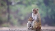 Monkeys Deaths in Telangana: Around 100 Monkeys Found Dead in Sangareddy