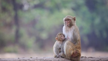 Monkey Attack in Uttar Pradesh: Woman Mauled by Monkeys on Roof of Her House in Sambhal