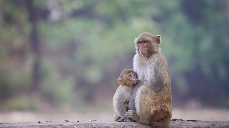 Monkey Attack in Uttar Pradesh: Woman Mauled by Monkeys on Roof of Her House in Sambhal