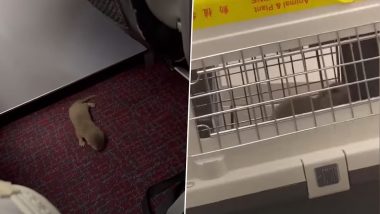 Baby Otter and Albino Rat Get Loose On an Airplane After Being Smuggled, Video of the Thailand to Taiwan Flight Surface Online