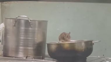 Rats Inside Train Pantry Video: Mice Found 'Feasting' on Food in Pantry Car of Mumbai LTT-Madgaon Express