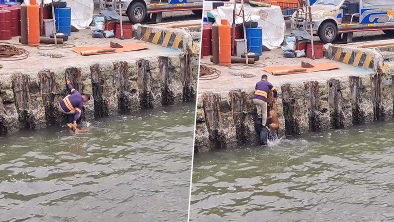 Helpful Man Rescues a Dog Out of Water, Video of the Kind Act Goes Viral