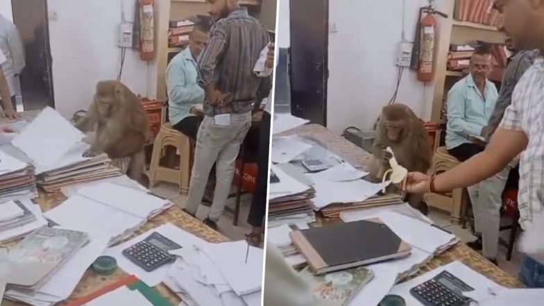 Monkey Visits Office in Uttar Pradesh: Monkey Scrolls Through Papers at Sub Registrar's Office in Saharanpur, Refuses To Take Banana, Viral Video Surfaces