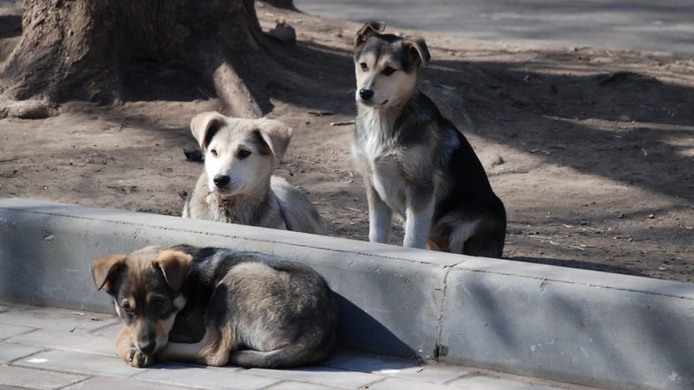 Haryana Shocker: Two Bikers Crash Into Each Other in Bid To Avoid Hitting Stray Dog in Gurugram, Die on the Spot; Probe Launched