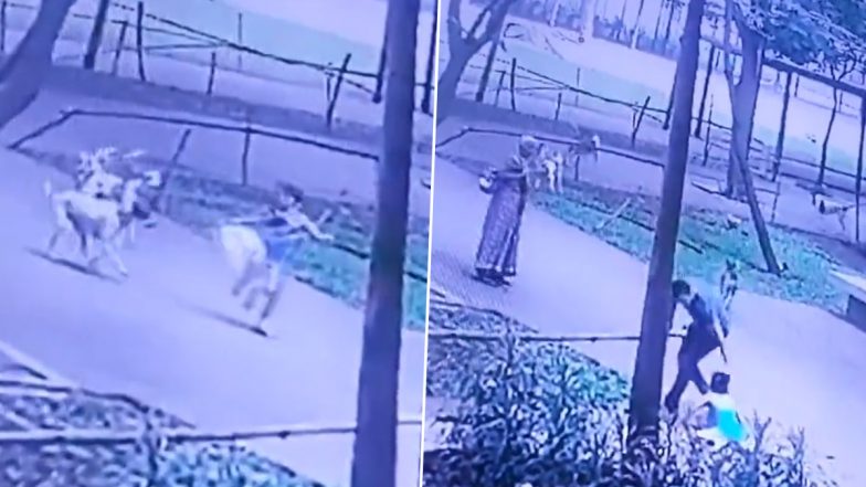 Kid Attacked by Dogs in Thane: Little Girl Falls After Being Chased by Stray Dogs at Lodha Amara Complex in Kolshet, CCTV Video Surfaces