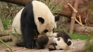 Pandas Leaving US: Three Panda Bears To Leave Smithsonian's National Zoo for China This Year, Here's Why