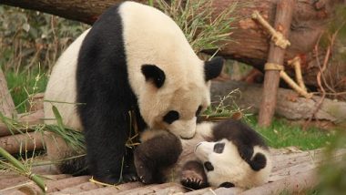Pandas Leaving US: Three Panda Bears To Leave Smithsonian's National Zoo for China This Year, Here's Why