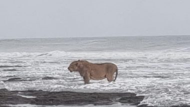 Lion Seen Taking Stroll on Banks of Arabian Sea in Gujarat's Junagadh, Pic Surfaces