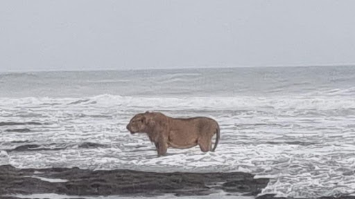 Lion Seen Taking Stroll on Banks of Arabian Sea in Gujarat's Junagadh, Pic Surfaces