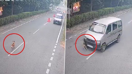 Dog Crushed to Death in Noida: School Van Driver 'Deliberately' Runs Over Dog, Police React as Disturbing Video Surfaces