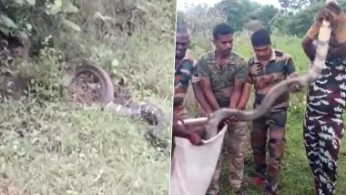 Tamil Nadu: 15-Feet-Long King Cobra Rescued From Private Factory in Tenkasi’s Kadayam, Video Surfaces