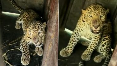 Leopard Rescued in Maharashtra: Forest Officials Trap Five-Year-Old Big Cat in Nashik's Girnare (Watch Video)