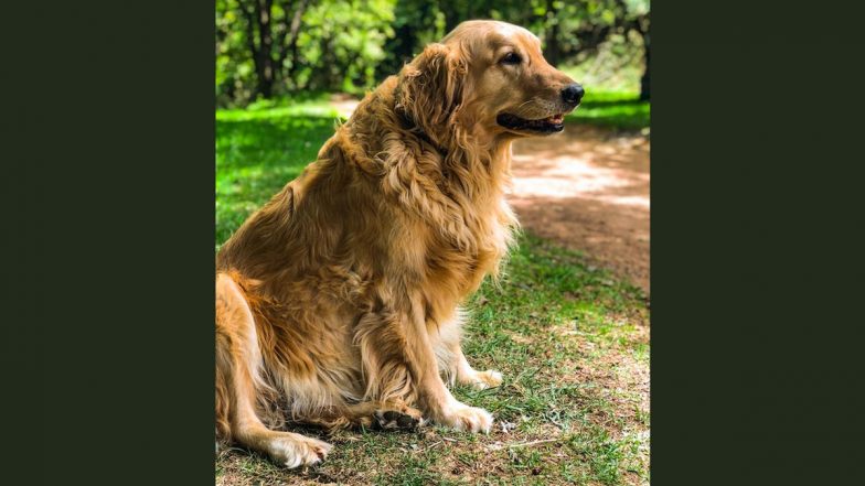 Uttar Pradesh Shocker: Woman Doctor Undergoes Four Stitches on Face After Golden Retriever Attacks Her in Noida, Case Registered Against Pet Owner