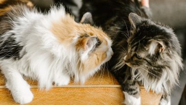Coronavirus Variant That Caused Death of 8,000 Cats Found in UK, Know Symptoms and Other Details About Strain Not Linked to COVID-19