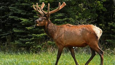 US: Woman Trampled to Death by Elk While Apparently Trying to Feed Animal, Incident Believed To Be First Death in Elk Attack