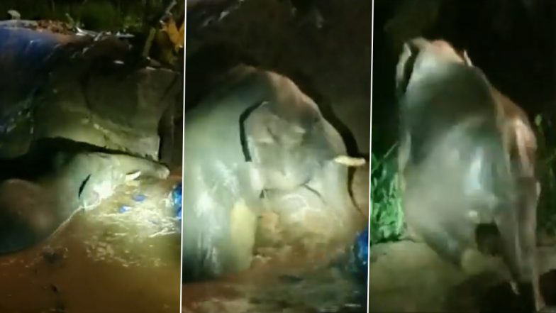 Tamil Nadu: Forest Officials Rescue Elephant Trapped in Agricultural Pond in Madukkarai Forest Range in Coimbatore, Video Surfaces