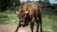 Karnataka: Bison Falls Into Gutter in Udupi; Rescued by Forest Department Officials