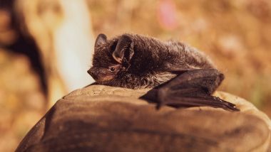 Bat Sex Footage From Church Attic Reveals Serotine Bats Use Their Large Penises in Bizarre Way During Non-Penetrative Mating