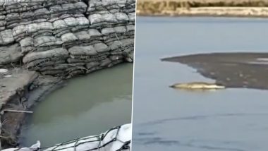 Crocodile in Bihar: Panic Among Chhath Devotees After Giant Crocodile Spotted Roaming Near Banks of Gandak River in Gopalganj, Video Surfaces