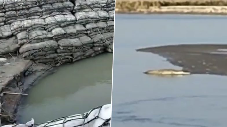 Crocodile in Bihar: Panic Among Chhath Devotees After Giant Crocodile Spotted Roaming Near Banks of Gandak River in Gopalganj, Video Surfaces