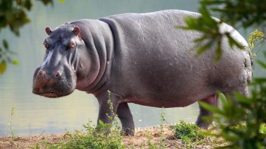 Hippo Attack in South Africa: Hippopotamus Crushes Park Ranger to Death at Mkhuze Game Reserve