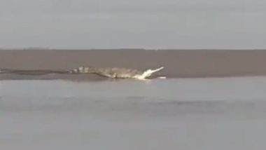 Crocodile in Ayodhya: Panic Among Locals After Giant Crocodile Spotted Near Guptar Ghat in Saryu River, Video Goes Viral