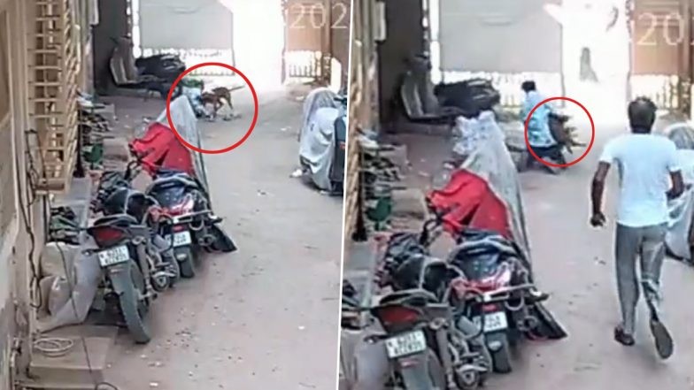 Ahmedabad Dog Attack Video: Child Badly Injured After Being Attacked by Stray Canine in Juhapura, Disturbing Clip Surfaces