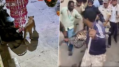 Leopard Rescued From Home in Maharashtra: Two Big Cats Seen Roaming On Nashik Streets, One Caught by Forest Officials (Watch Videos)