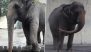 Philippines: 'World's Saddest Elephant' Mali Dies at The Age of 43 in Manila Zoo